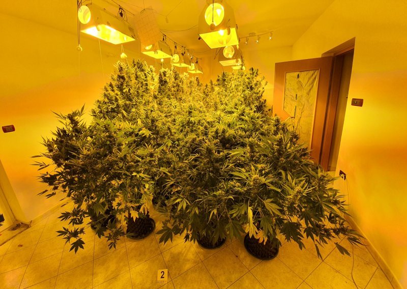 Opatijska policija se pohvalila impresivnim ulovom; muškarcu u kući pronašli improvizirani laboratorij i više od 16 kilograma marihuane