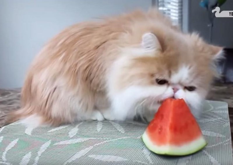 I mačke obožavaju lubenice