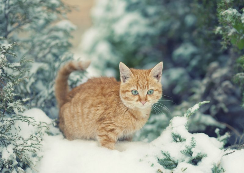 Evo kako zimi možete pomoći uličnim mačkama