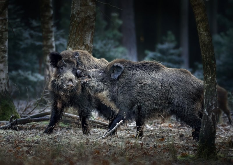 Zabilježen prvi slučaj afričke svinjske kuge kod divlje svinje