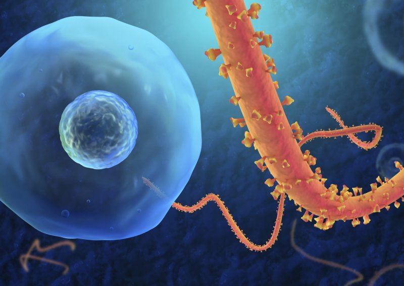 Što virus ebole zapravo čini ljudskom tijelu?