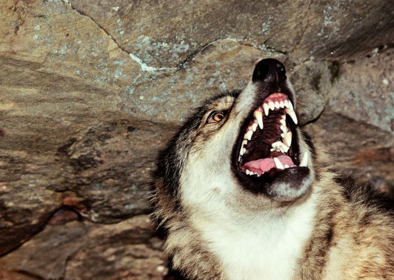 Policija istražuje slučaj obješene lešine vuka na ulazu u Gračac