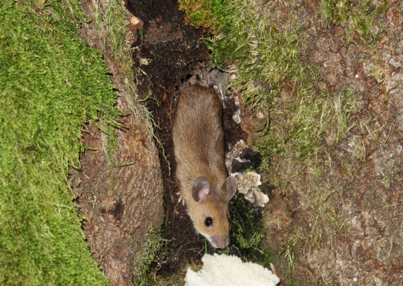 U Gorskom kotaru oko 40 slučajeva mišje groznice, hospitaliziran manji dio zaraženih