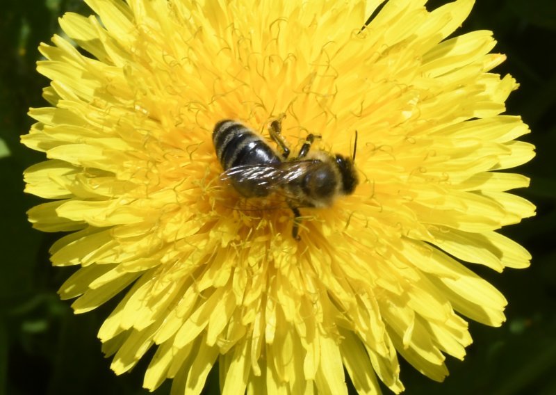Nizozemski znanstvenici pčelama otkrivaju uzorke zaražene koronavirusom