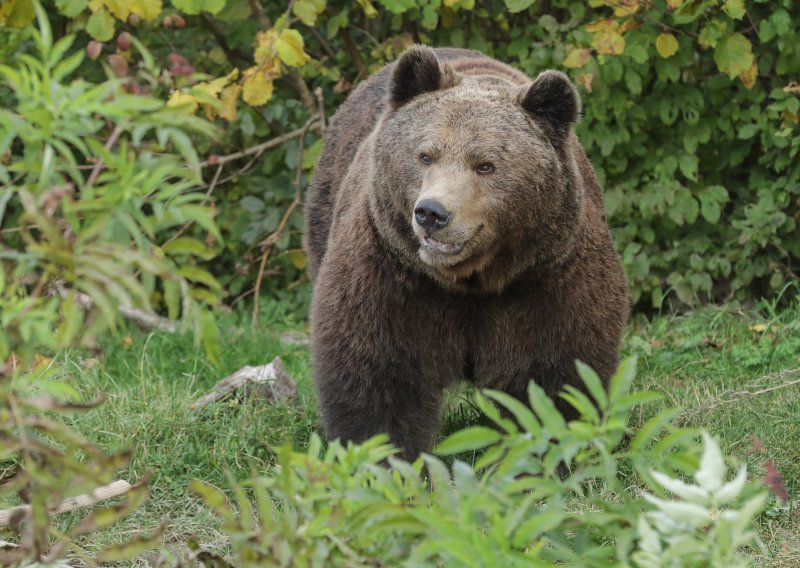 Nakon 100 godina u Zagorju se ukazao medvjed? Udario ga auto, ali još luta uz slovensku granicu