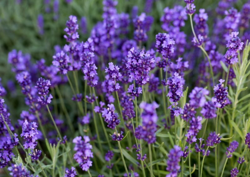 Lavanda očarava mirisom i izgledom, a bogato i dugo cvate: Ovo su korisni savjeti za njezin uzgoj