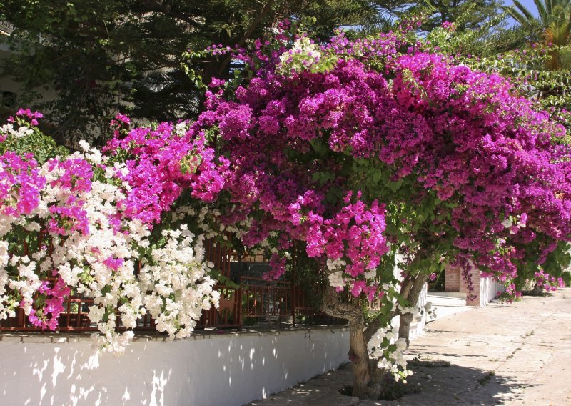 Kraljica mediteranskih vrtova: Predivnu bugenviliju vrlo je lako posaditi i uzgajati, a u njenoj raskošnoj ljepoti uživat ćete sve do jeseni