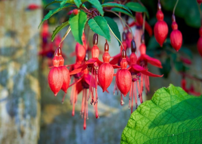 Vrtna ljepotica: Ovaj cvijet oduševljava bojama i oblikom, a vrlo je jednostavan za uzgoj