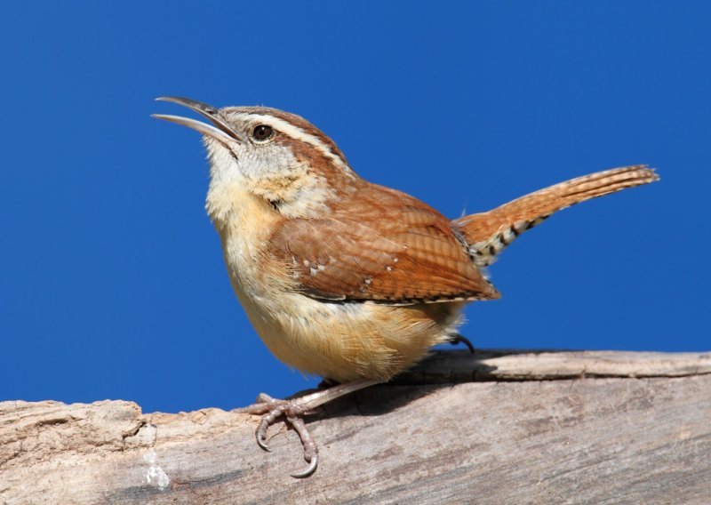 Poražavajuće: Zbog onečišćenja prometnom bukom ptice ne pjevaju isto kao prije