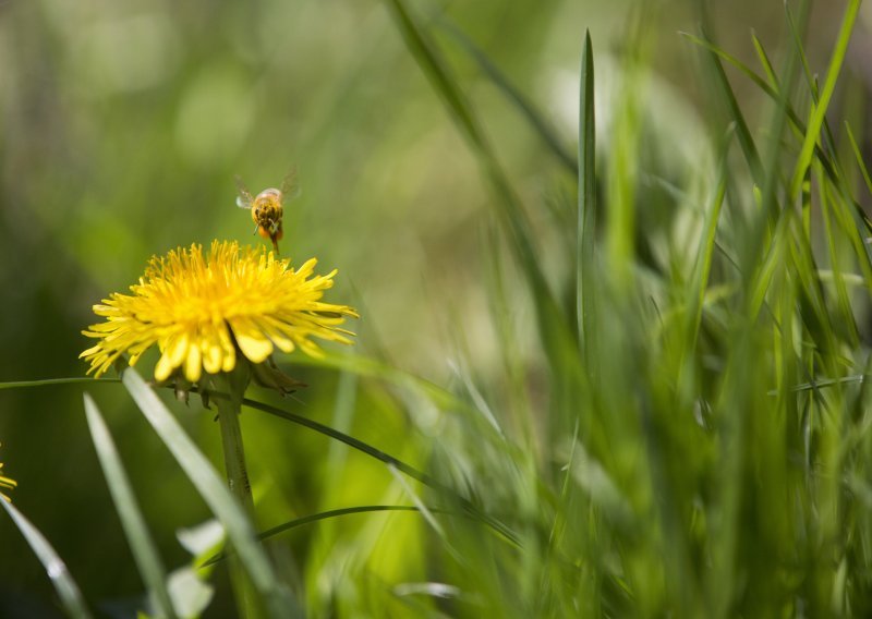 Danas je svjetski dan pčela, evo zašto ga se u Sloveniji posebno slavi