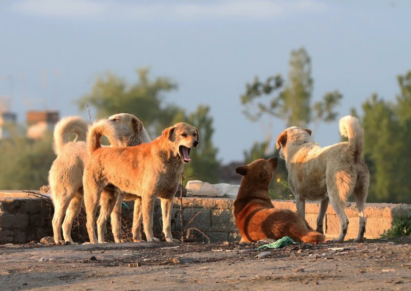 Psi brzo i pouzdano otkrivaju covid-19 i u asimptomatskim slučajevima
