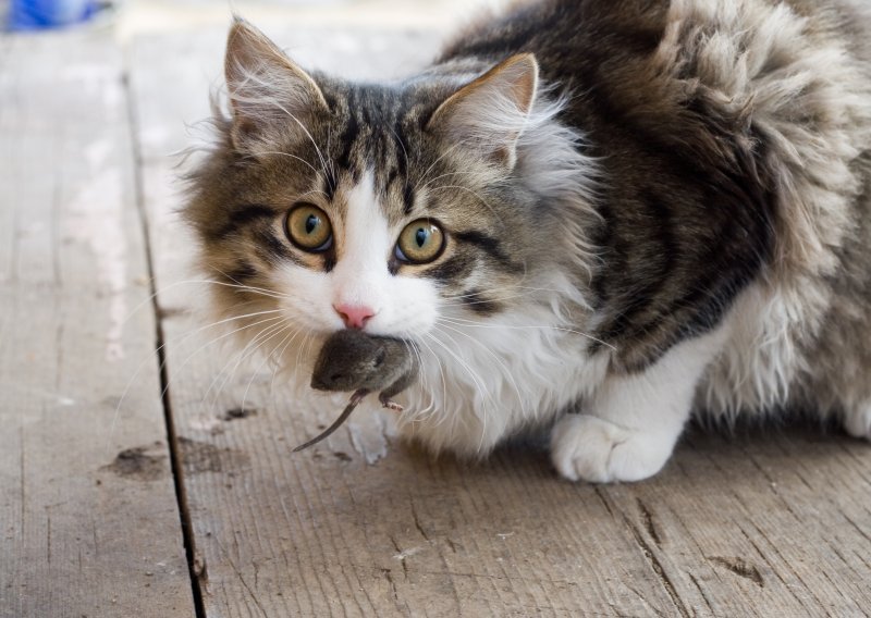 Zašto nam mačke donose svoj ulov?