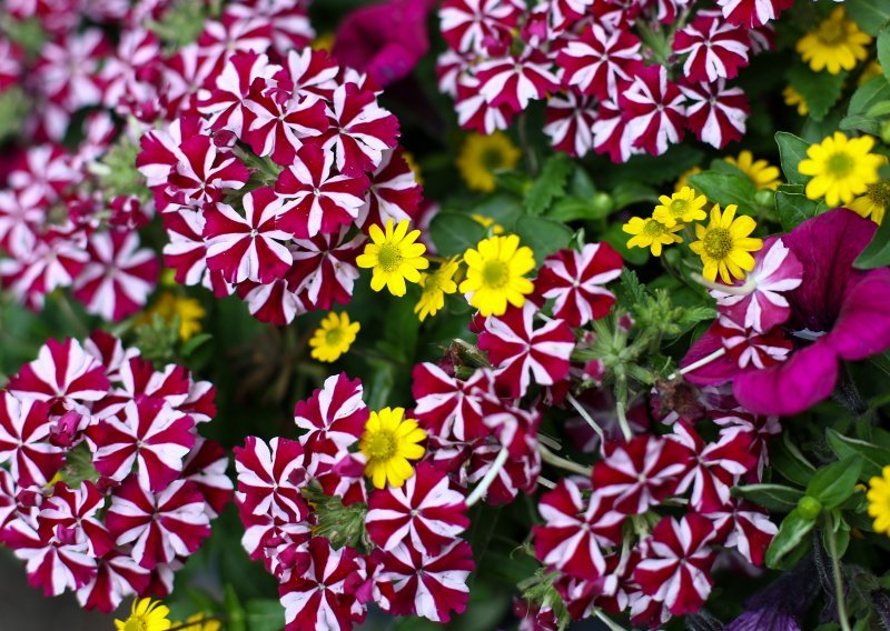 Zagrepčani će ipak uživati u cvijeću: Floraart dobio novi termin od 1. do 6. lipnja