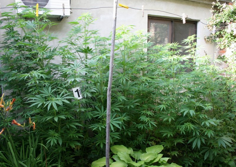 Osječanin u dvorištu uzgajao marihuanu
