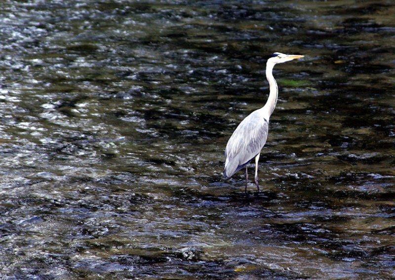 Turisti bi uživali u rijeci Jadro, ali nema im je tko otkriti