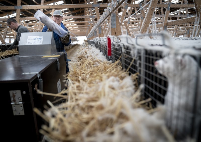 Aktivisti: Na preko 400 europskih farmi nerčeva pojavio se Covid-19