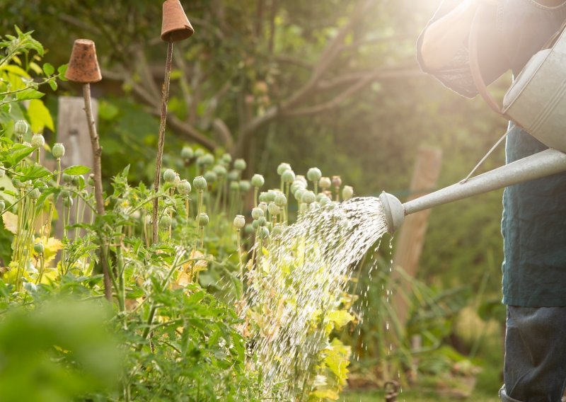 Uzgoj povrća u vrtu za vrijeme ljetnih vrućina: Najbolji savjeti koji će spasiti povrtnjak za vrijeme suše