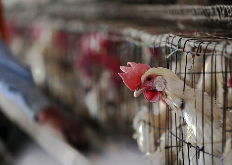 Europarlamentarci podržali ukidanje uzgoja životinja u kavezima