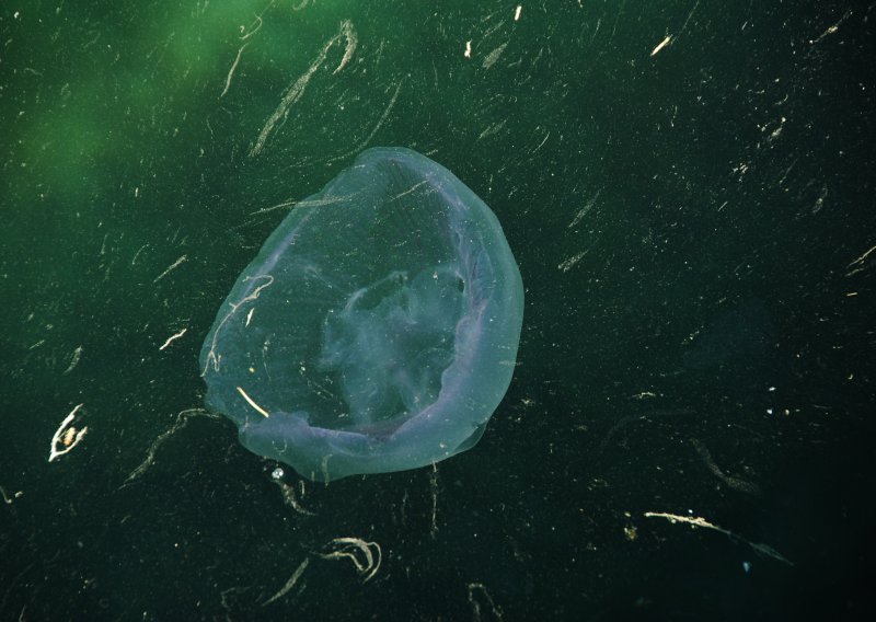 Kupači oprez, ronioci kod Istre u Jadranu uočili meduzu koja nanosi bol i ozljede