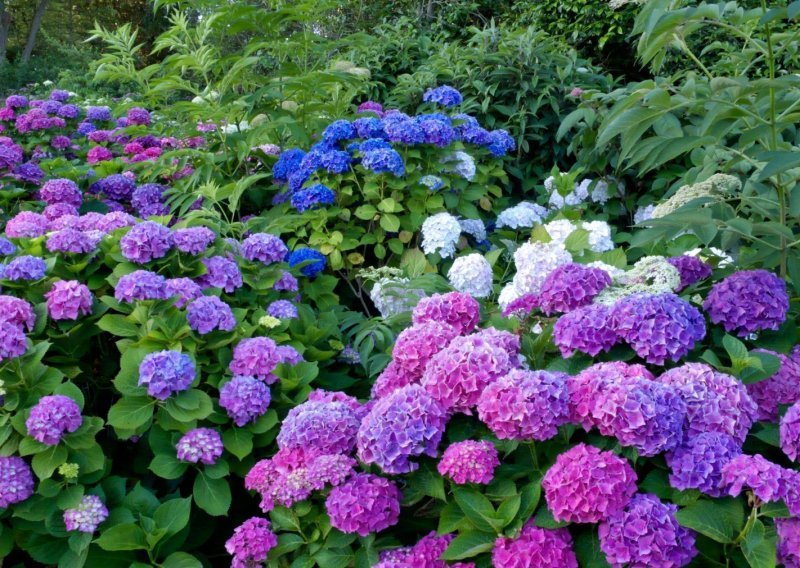 Kako spriječiti da cvjetovi hortenzije blijede i gube boju