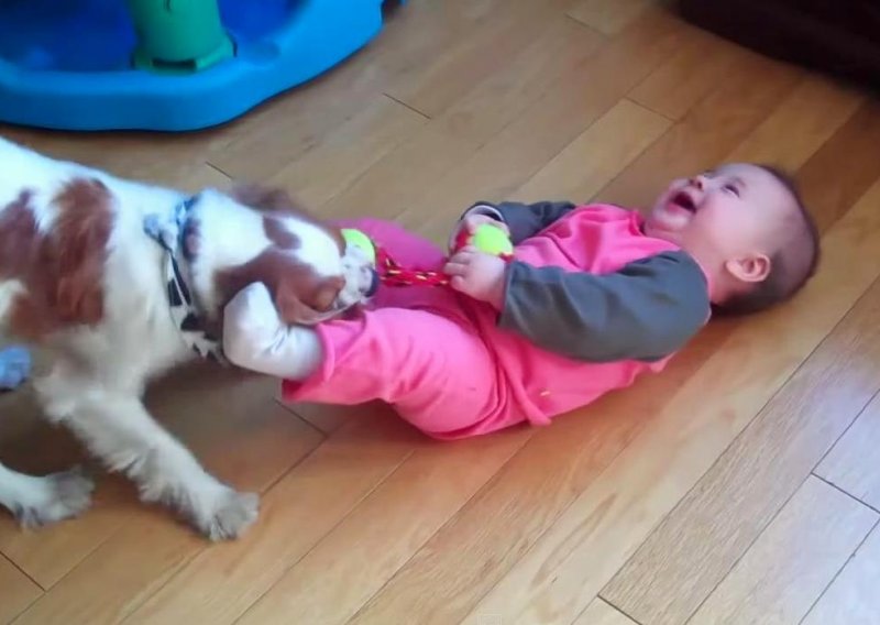 Bebe protiv pasa – čisto veselje!