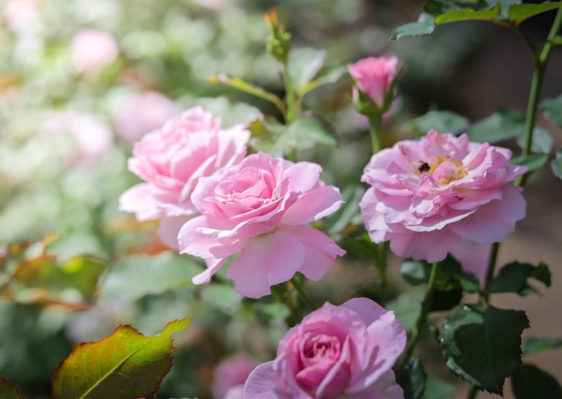 Kraljica cvijeća često je na meti upornih nametnika: Zaštitite ruže prirodnim sredstvima kako bi zablistale u punom cvatu