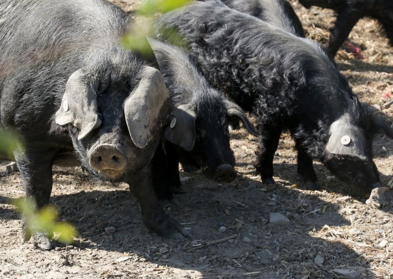Afrička svinjska kuga se nije probila u Hrvatsku; na teret proračuna utrošeno 27 milijuna kuna