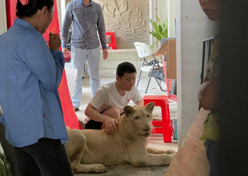 Kambodžanske vlasti zaplijenile lava s TikToka