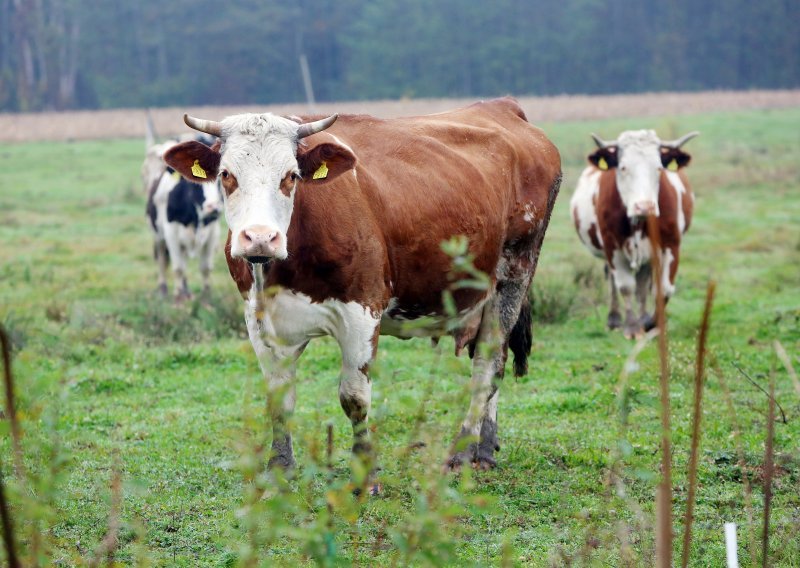Nakon godina pada, stabilizirana proizvodnja kravljeg mlijeka u Hrvatskoj