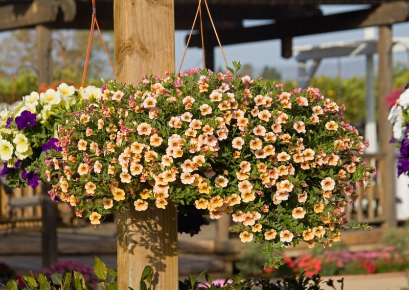 Viseće cvjetne košare mogu biti predivan ukras na terasi ili balkonu, a iako zahtijevaju malo više pažnje vaš trud bit će nagrađen