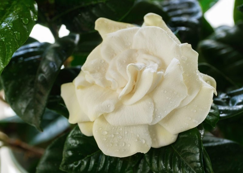 Cvijet najslađeg mirisa na svijetu: Predivna gardenija poprilično je zahtjevna, no kada procvjeta zaboravit ćete na uloženi trud