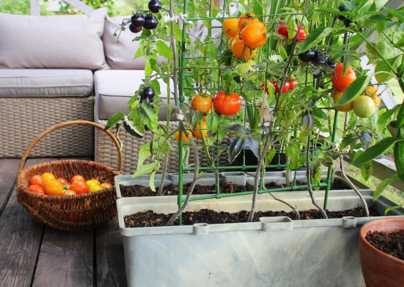 Kupovne im okusom ne mogu konkurirati: Kako kod kuće uzgojiti sočne rajčice?