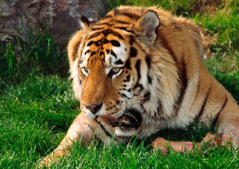 Tigar na Jadrolinijinom trajektu; Simba nastavlja život u najboljim mogućim uvjetima