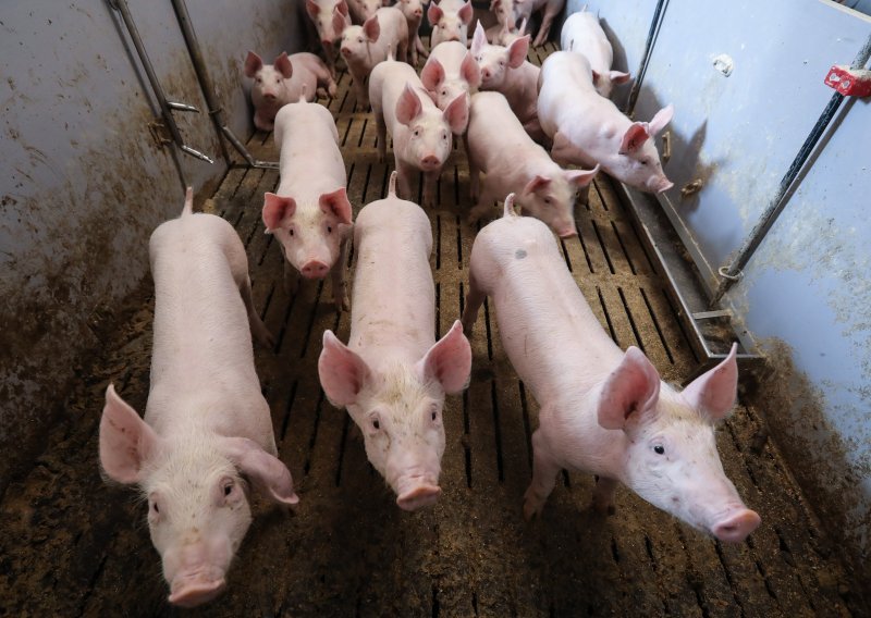 Njemačka zabilježila prve slučajeve afričke svinjske kuge u uzgoju; izvoz svinjetine se nastavlja