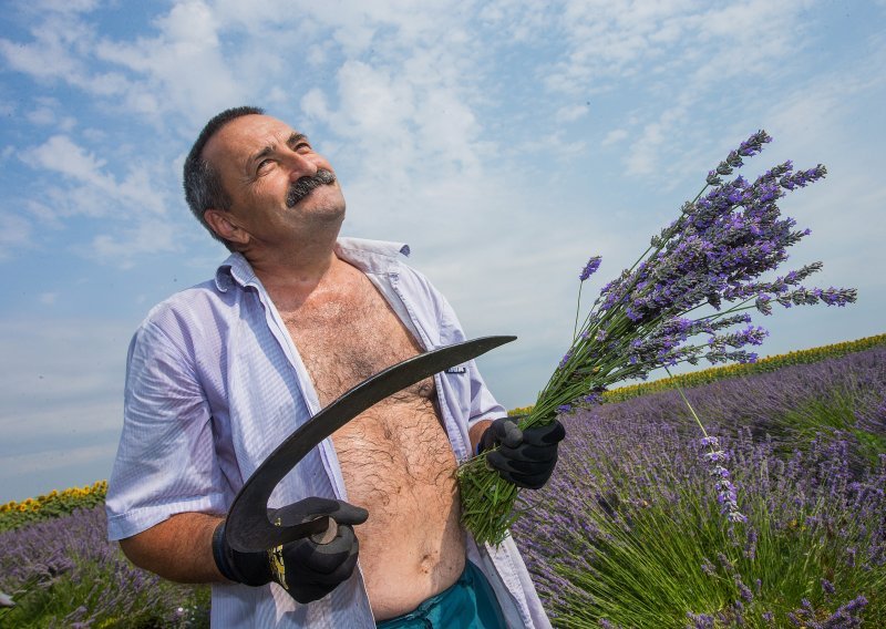 [FOTO] Nebo je presudilo berbi koja je mirisala na rekordnu; još u petak se slavonskim poljima lavande orila pjesma, a sad su na rubu suza: 'Cijela godina rada nestala je u četiri dana'