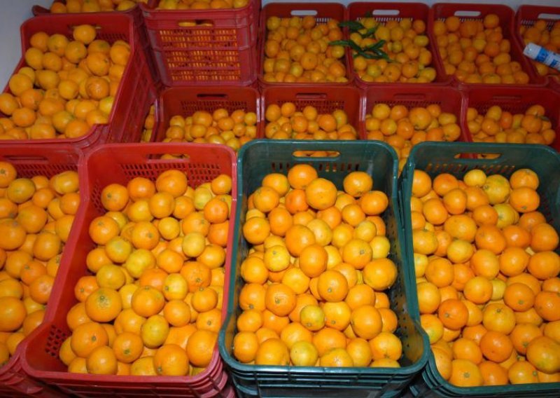 Istrulile mandarine i sto milijuna kuna