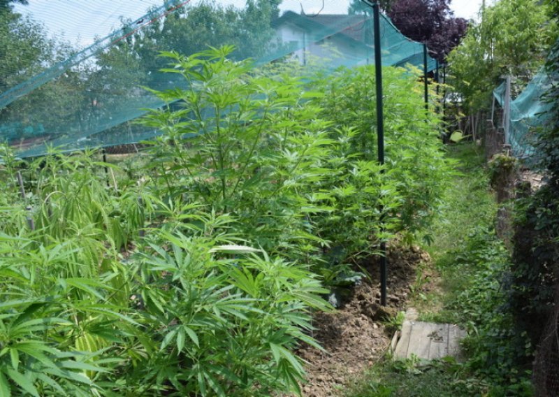 Kod Velike Gorice policija otkrila 'laboratorij' za uzgoj marihuane, muškarac završio u pritvoru