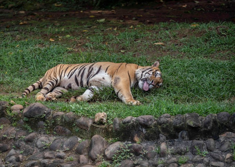 Tigrovi u zoološkom vrtu se oporavili od koronavirusa, nitko ne zna kako su se zarazili