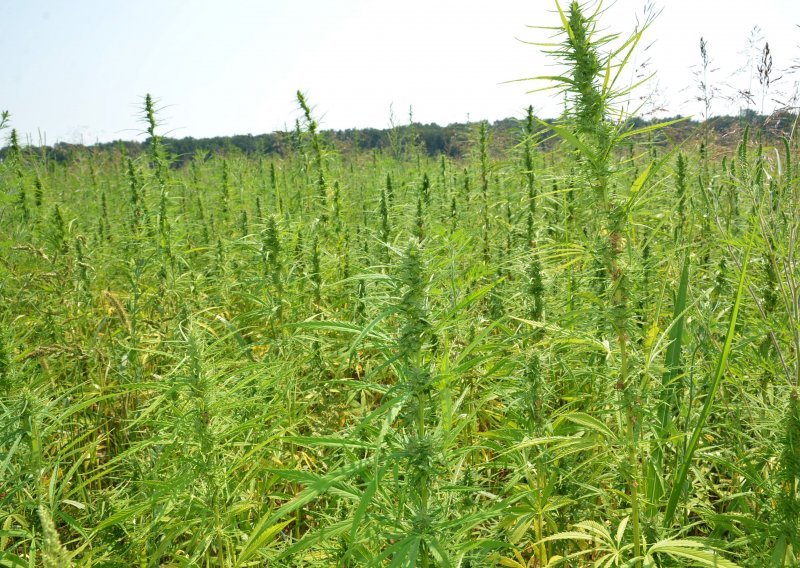 Policija u Grudama nedaleko granice s Hrvatskom pronašla plantažu marihuane