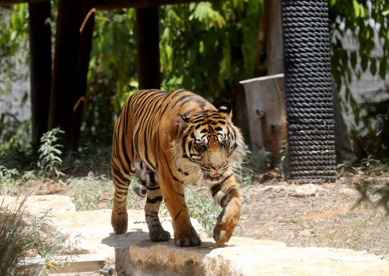 Tigar usmrtio mladu ženu u safari parku, policija istražuje kako su vrata kaveza ostala otvorena