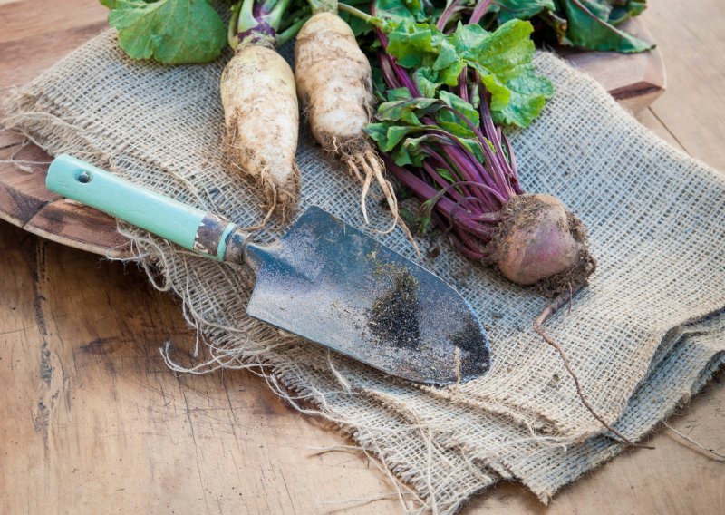 Ovo su najbolje vrste povrća i biljaka koje se isplati posaditi prije jeseni