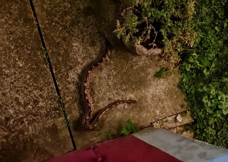 [FOTO/VIDEO] U Zagrebu je nekome usred noći odlutao kraljevski piton! Dumovec ga je spasio, no sada traže vlasnika
