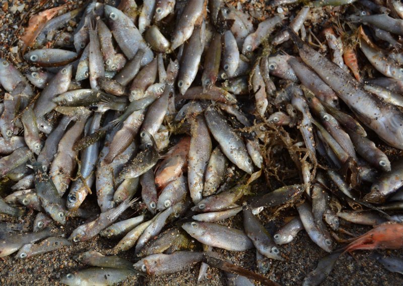 Tone uginule ribe na španjolskoj obali, lokalne vlasti traže proglašenje katastrofe