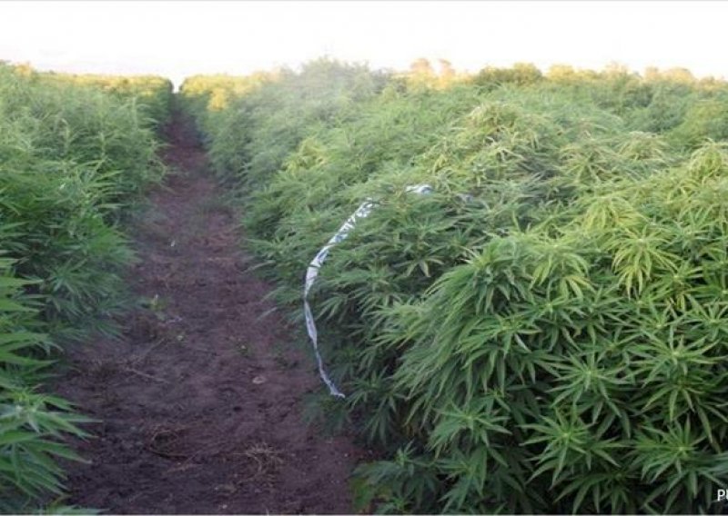 [FOTO/VIDEO] Kod Zadra otkrivena dosad najveća plantaža marihuane - da nije otkrivena, na tržištu bi se našlo 8,8 tona marihuane