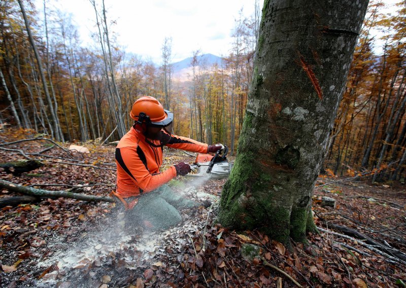 U samo jednom danu posječeno i ukradeno 466 stabala vrijednih stotinjak tisuća kuna