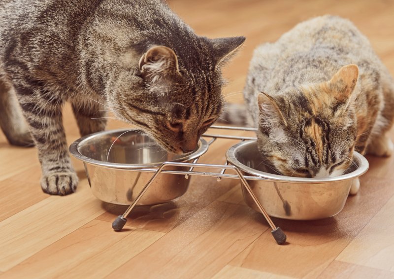 Kako odabrati 'mokru' hranu za mačku?