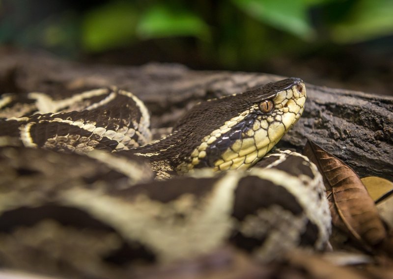 Otrovom brazilske zmije u borbu protiv covida-19?