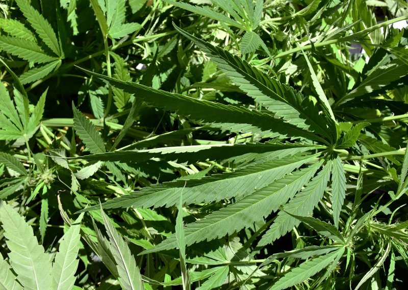 Policija kod Vrbovskog pronašla plantažu marihuane; ukupno su otkrili 128 stabljika, a jedan muškarac je uhićen
