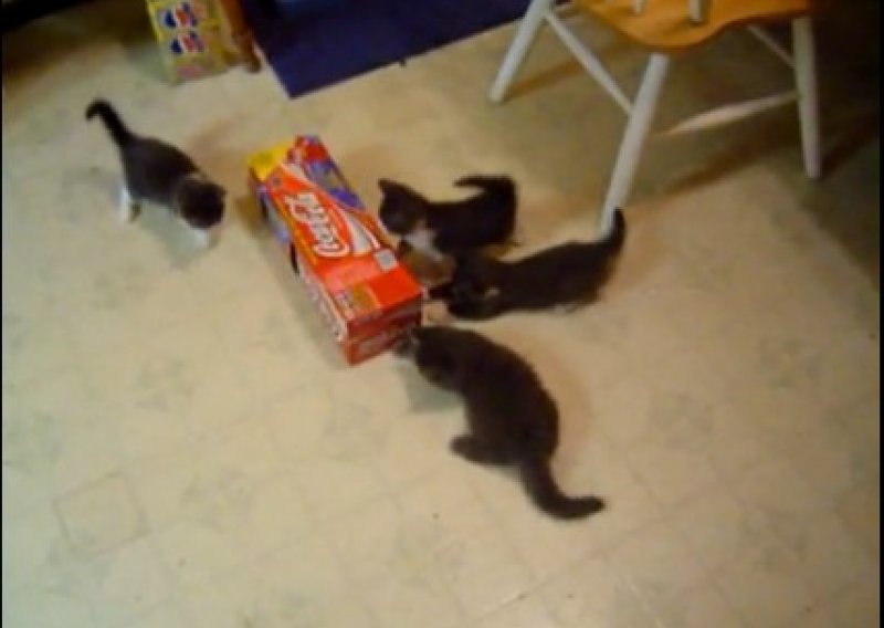 Četiri mačkice protiv kartonske kutije