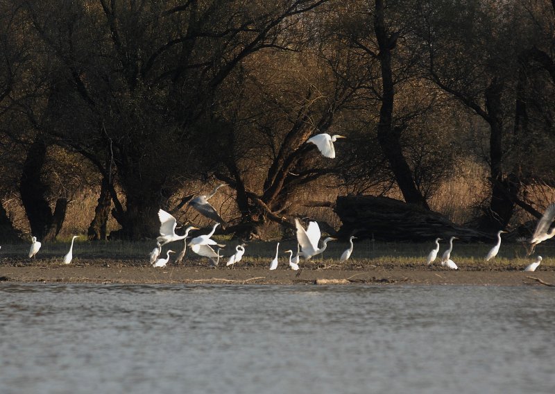 Najbolji rezultati Eurobirdwatcha od 2013. - uočeno više od 7,29 milijuna ptica